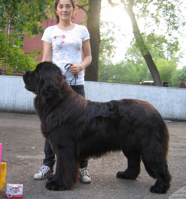 Фото: ньюфаундленд Негоциант из Тихого Омута