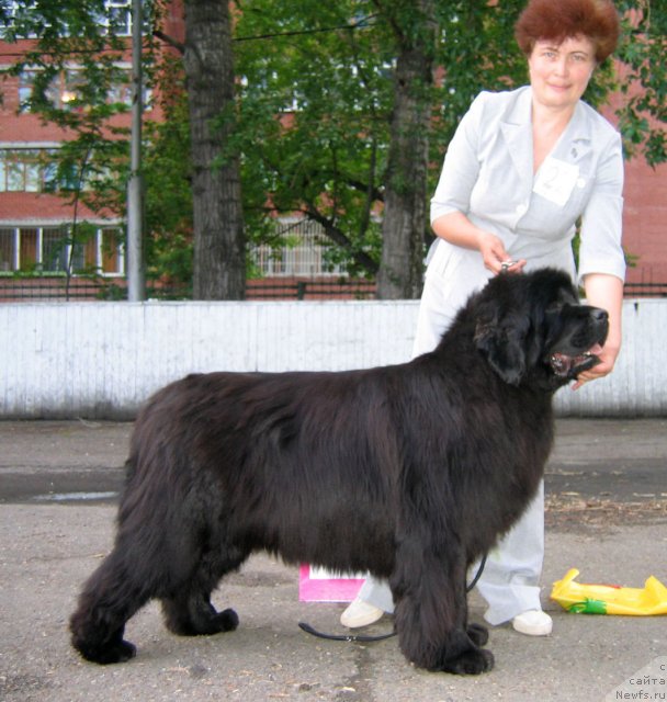 Фото: ньюфаундленд Емприсс Виннер из Медвежьего Яра (Empress Winner iz Medvejyego Yara)