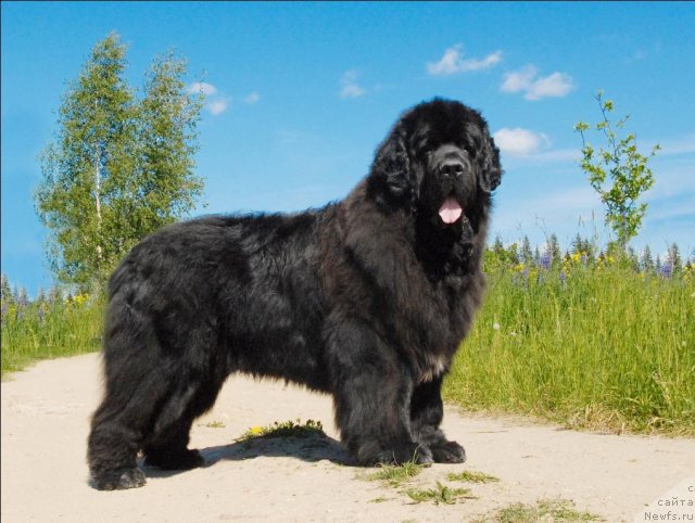 Фотография № 69079