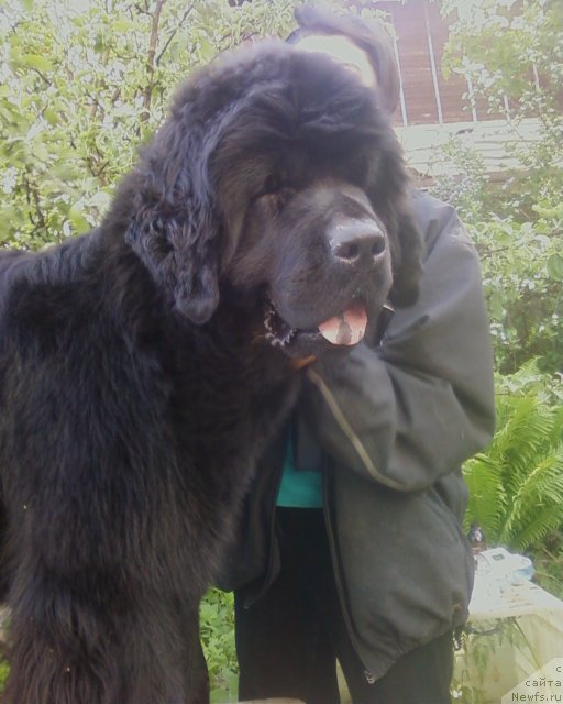 Фото: ньюфаундленд Фанньюф Улетная Девчонка (Funnewf Uletnaya Devchenka)