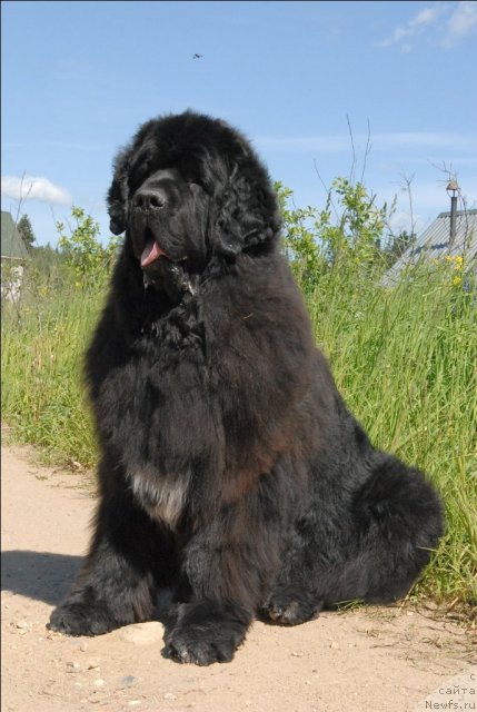 Фото: ньюфаундленд Сент Джонс Оскар (Sent Djons Oskar)