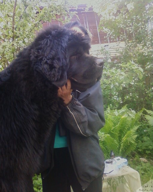 Фото: ньюфаундленд Фанньюф Улетная Девчонка (Funnewf Uletnaya Devchenka)