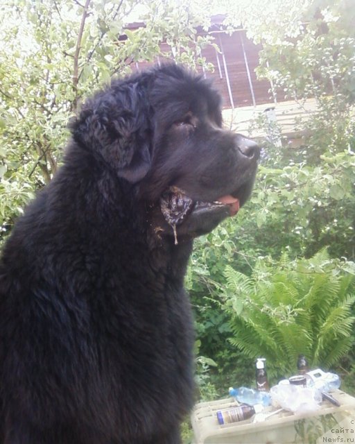 Фото: ньюфаундленд Фанньюф Улетная Девчонка (Funnewf Uletnaya Devchenka)