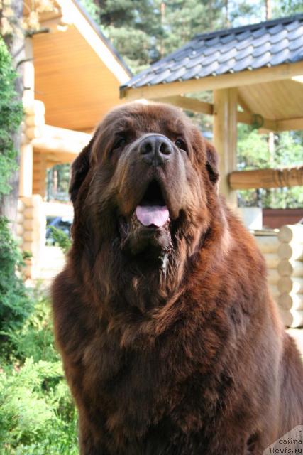 Фото: ньюфаундленд Смигар Арбат
