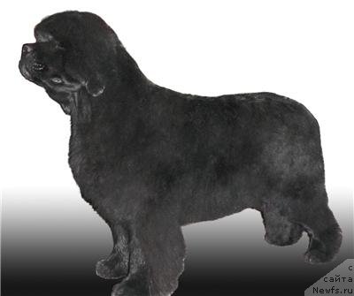 Фото: ньюфаундленд Супер Премиум Голд Кисс (Super Premium Gold Kis)