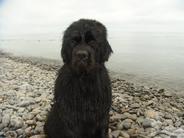 Фото: ньюфаундленд Спасатель с Берега Дона (Spasatel' s Berega Dona)