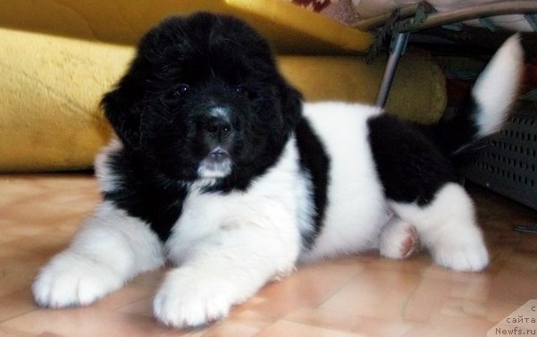 Фото: ньюфаундленд Леонардо Сан-Марино