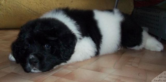 Фото: ньюфаундленд Леонардо Сан-Марино