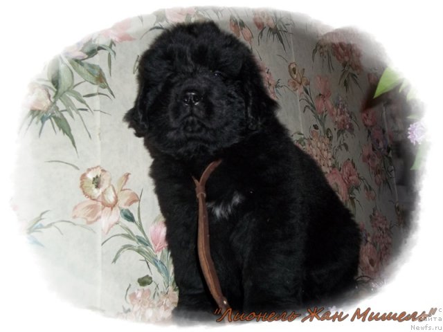 Фото: ньюфаундленд Лионель Жан-Мишель