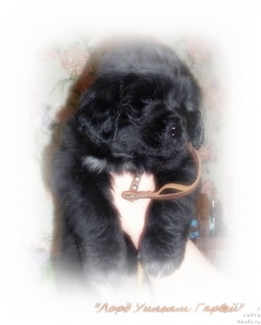 Фото: ньюфаундленд Лорд Уильям Гарвей