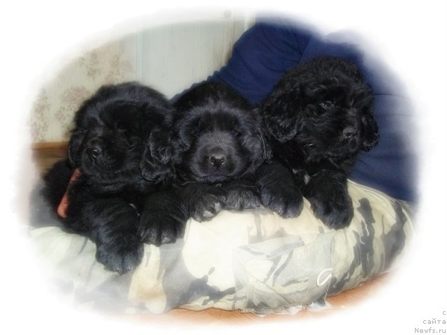 Фото: ньюфаундленд Лорд Уильям Гарвей, ньюфаундленд Ланцелот Рыцарь Камелота, и, ньюфаундленд Лионель Жан-Мишель