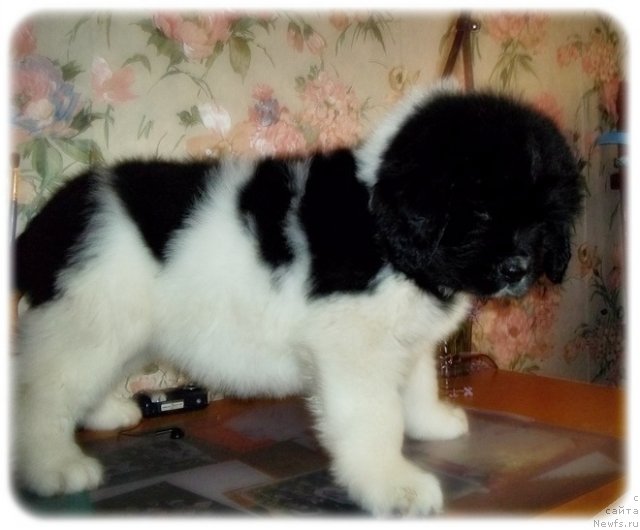 Фото: ньюфаундленд Леонардо Сан-Марино