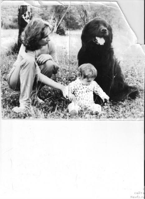 Фото: ньюфаундленд Kispest-Kertvarosi Chessy-Cobra, Лилия КУРКИНА