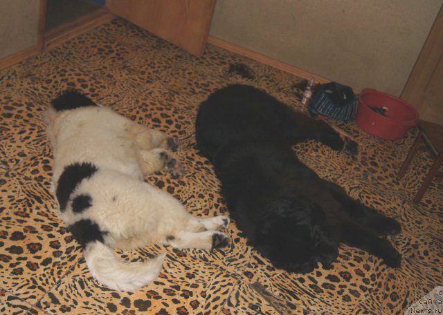 Фото: ньюфаундленд Сент Джонс Царевна Лебедь (Sent Djons Carevna Lebed), ньюфаундленд Сент Джонс Ульрика (Sent Djons Ulrika)