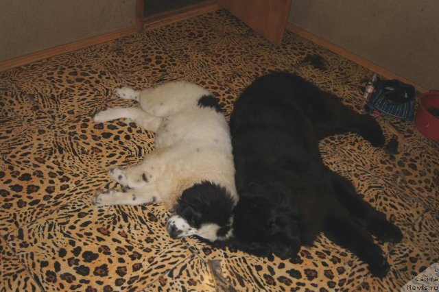 Фото: ньюфаундленд Сент Джонс Царевна Лебедь (Sent Djons Carevna Lebed), ньюфаундленд Сент Джонс Ульрика (Sent Djons Ulrika)