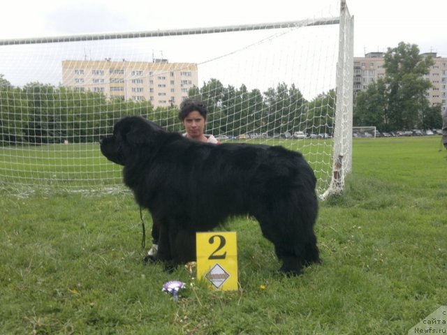 Фото: ньюфаундленд Ланцелот Вялiкi Мядзведзь (Lanselot Vialiki Miadzved)