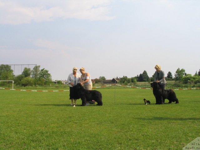 Фото: ньюфаундленд Endowed By Spirit Midnight Bear, Анастасия Заливако, эксперт Gabriela Ridarcikova (SK)