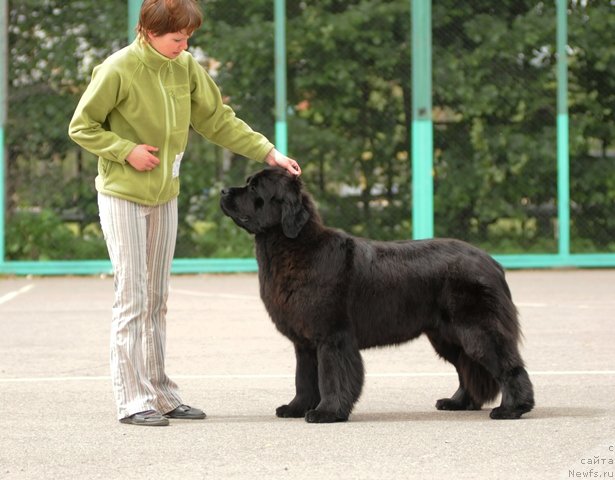 Фото: ньюфаундленд Априори Арх Бьюти