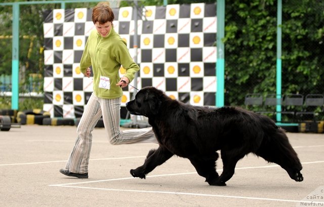Фото: ньюфаундленд Априори Арх Бьюти
