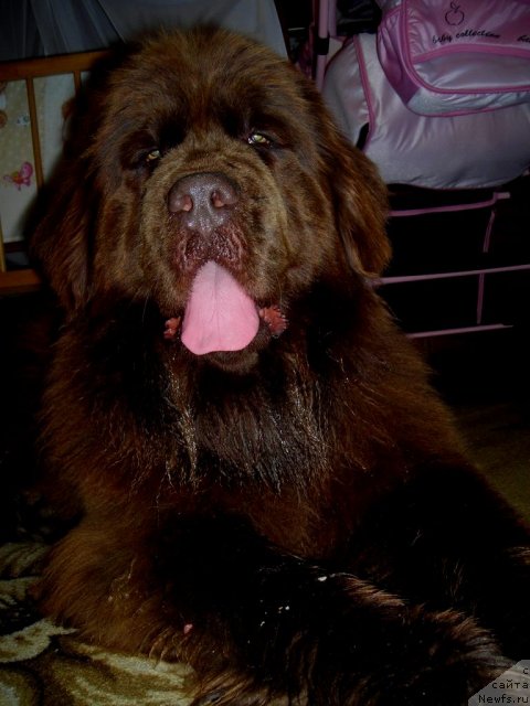 Фото: ньюфаундленд Черный Шарм Абрикосовая Карамель