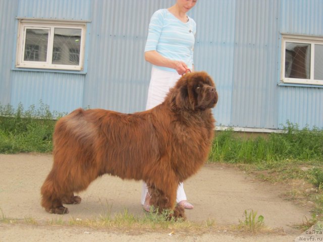 Фото: ньюфаундленд Мега Стар из Аркаима, Анна Мельзенинова