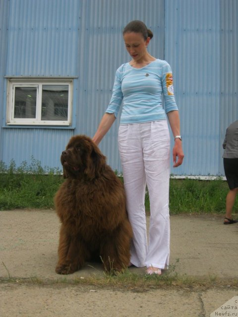 Фото: ньюфаундленд Мега Стар из Аркаима, Анна Мельзенинова