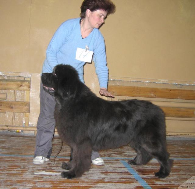 Фото: ньюфаундленд Голубая Лагуна Шерри из Медвежьего Яра