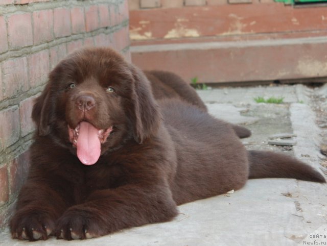 Фото: ньюфаундленд Акватория Келвин Ройал Тедди Беар (Aquatoriya Kelvin Royal Teddy Bear)