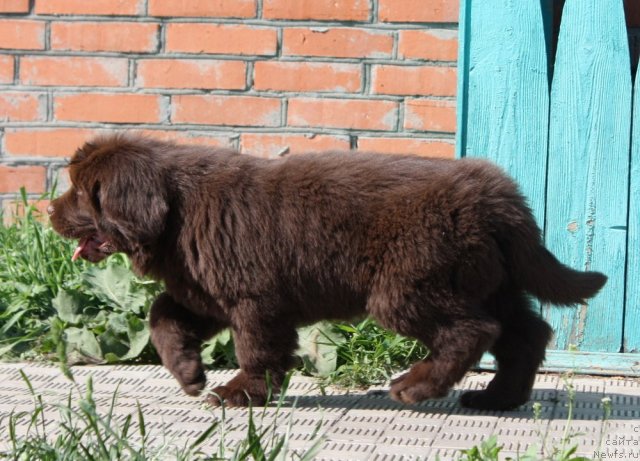 Фото: ньюфаундленд Акватория Келвин Ройал Тедди Беар (Aquatoriya Kelvin Royal Teddy Bear)