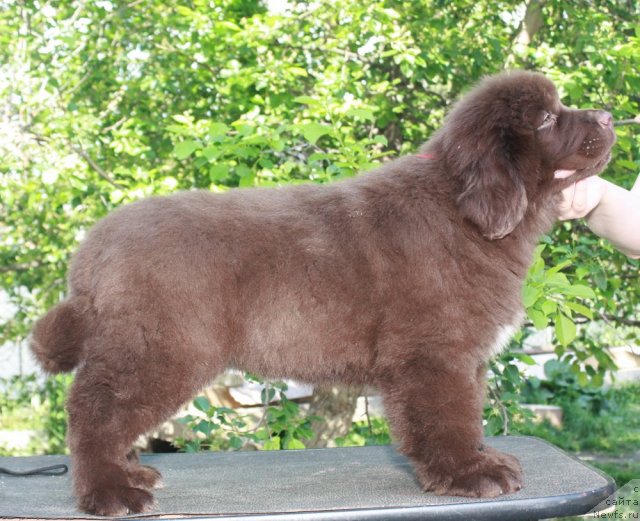 Фото: ньюфаундленд Акватория Келвин Риверданс (Aquatoriya Kelvin Riverdance)