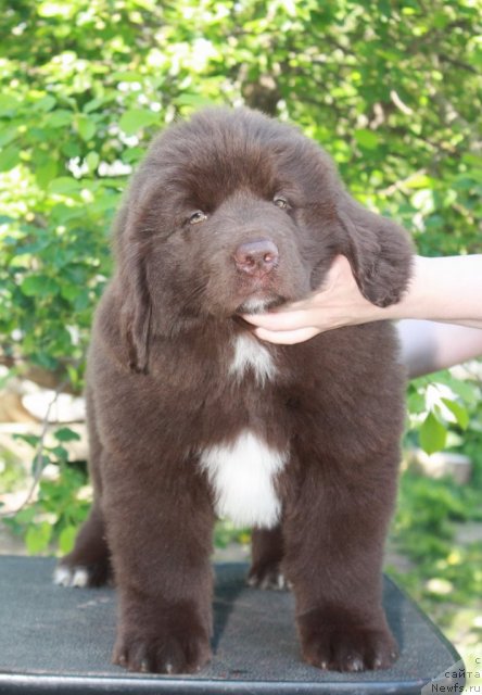 Фото: ньюфаундленд Акватория Келвин Райз Афтэ Ми (Aquatoriya Kelvin Rise After Me)