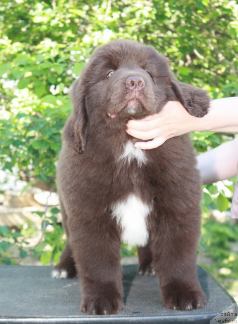 Фото: ньюфаундленд Акватория Келвин Райз Афтэ Ми (Aquatoriya Kelvin Rise After Me)