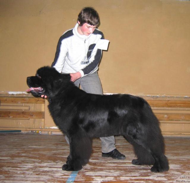 Фото: ньюфаундленд Супер Премиум Бэрри Гуд Лак (Super Premium Berry Good Luck)