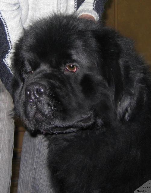 Фото: ньюфаундленд Супер Премиум Бэрри Гуд Лак (Super Premium Berry Good Luck)