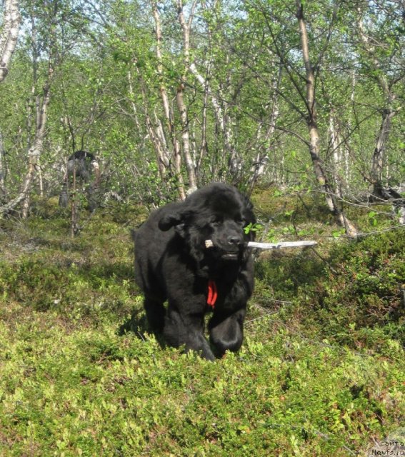 Фото: ньюфаундленд Уютная Долина Блэк Даймонд Велинда (Uyutnaya Dolina Black Diamond Velinda)