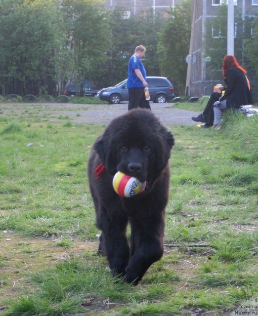 Фото: ньюфаундленд Уютная Долина Блэк Даймонд Велинда (Uyutnaya Dolina Black Diamond Velinda)