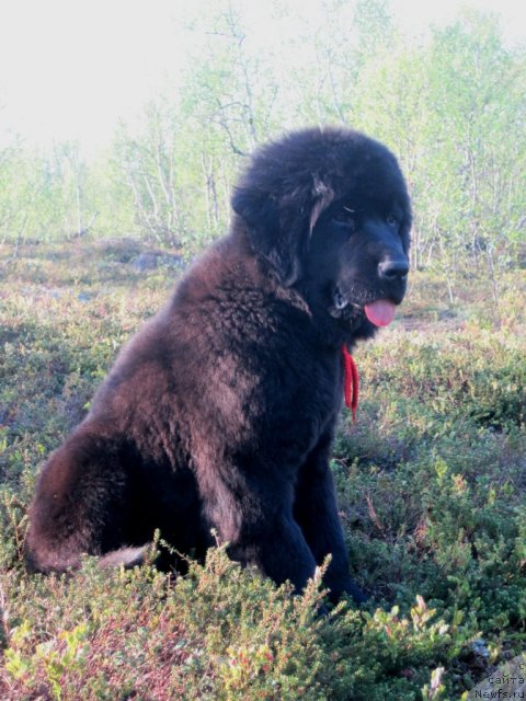 Фото: ньюфаундленд Уютная Долина Блэк Даймонд Велинда (Uyutnaya Dolina Black Diamond Velinda)