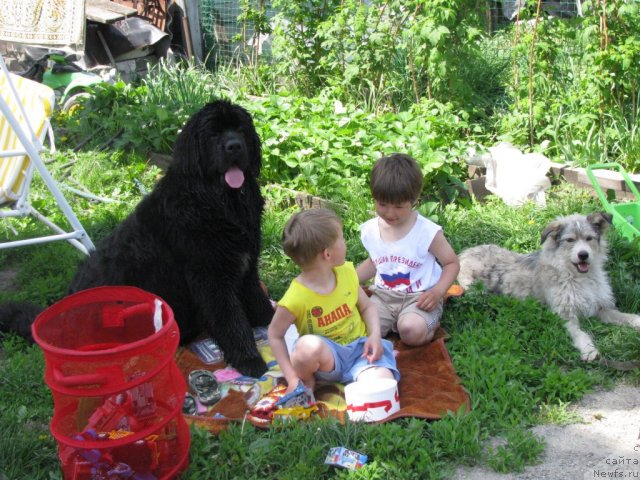 Фото: ньюфаундленд Transatlantika Nuo Ozo Kalvu