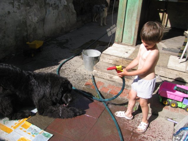 Фото: ньюфаундленд Transatlantika Nuo Ozo Kalvu