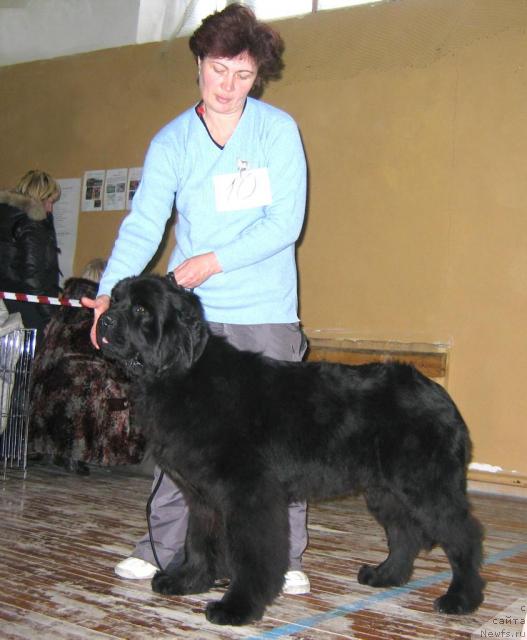 Фото: ньюфаундленд Династия Квин из Медвежьего Яра (Dynasty Queen iz Medvejyego Yara)