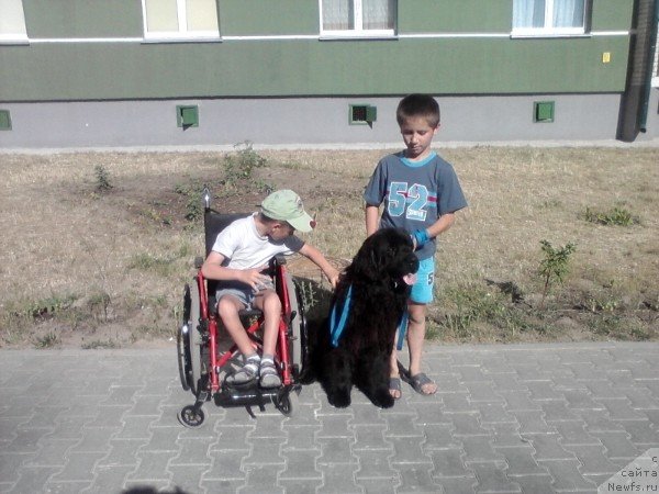 Фото: ньюфаундленд Ласковый Мишка, Серёжа и Лёша.