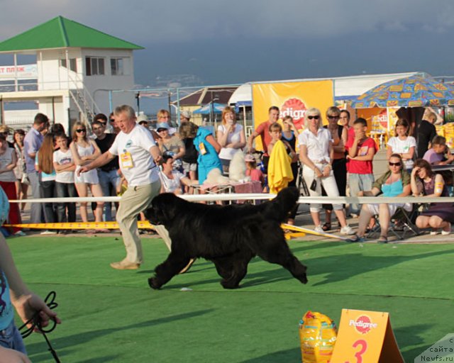 Фото: ньюфаундленд Закадычный Друг с Берега Дона (Zakadychny Dryg s Berega Dona)