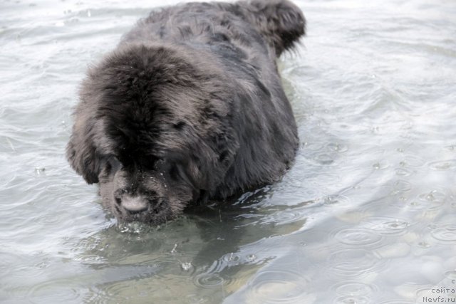 Фото: ньюфаундленд Спасатель с Берега Дона (Spasatel' s Berega Dona)