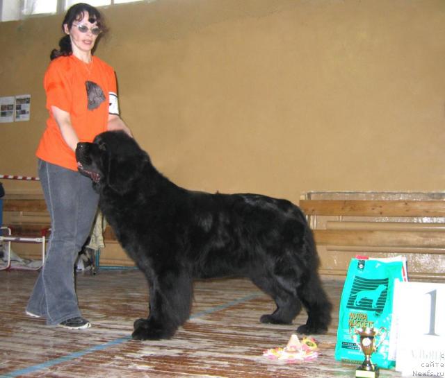 Фото: ньюфаундленд Евро Сюрпрайз от Сибирского Медведя (Euro Surprise ot Sibirskogo Medvedja)