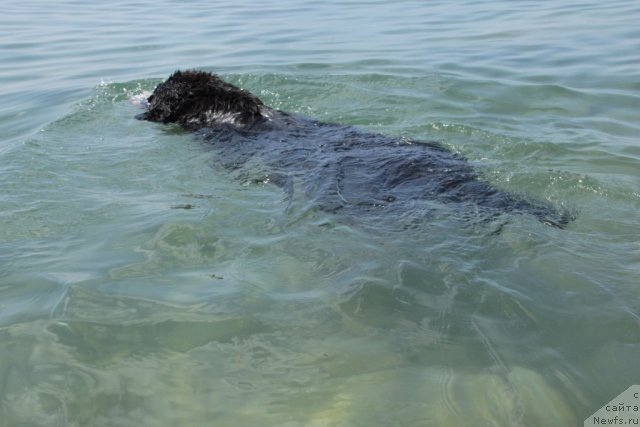 Фото: ньюфаундленд Спасатель с Берега Дона (Spasatel' s Berega Dona)