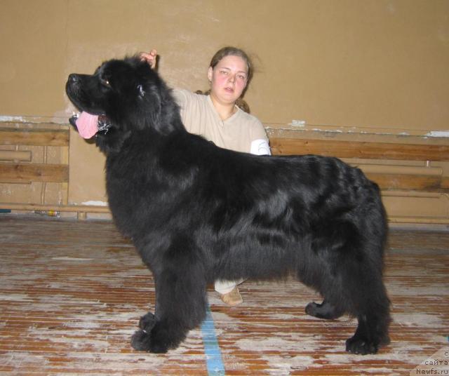 Фото: ньюфаундленд Египетский Фараон из Тихого Омута (Egipetsky Pharaon iz Tihogo Omuta)