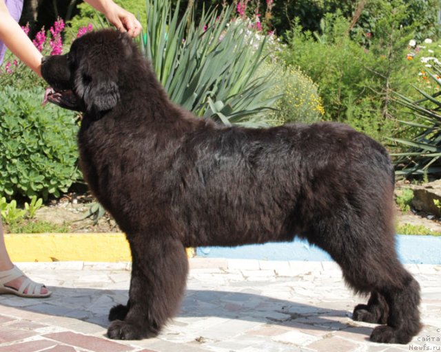 Фото: ньюфаундленд Сентябрина с Берега Дона (Sentyabrina s Berega Dona)