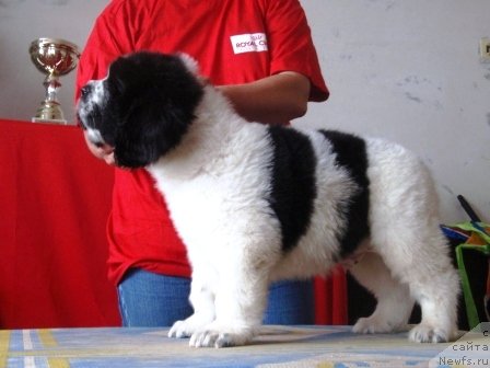 Фото: щенок, ньюфаундленд Блэк Диамонд Агидель от Потапа Мерилин (Black Diamond Agidel ot Potapa Merilin)