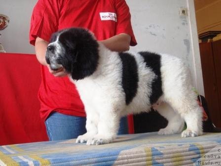 Фото: щенок, ньюфаундленд Блэк Диамонд Агидель от Потапа Мерилин (Black Diamond Agidel ot Potapa Merilin)