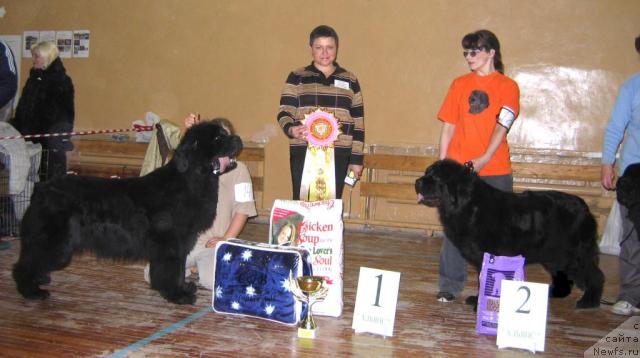 Фото: ньюфаундленд Египетский Фараон из Тихого Омута (Egipetsky Pharaon iz Tihogo Omuta), ньюфаундленд Евро Сюрпрайз от Сибирского Медведя (Euro Surprise ot Sibirskogo Medvedja)